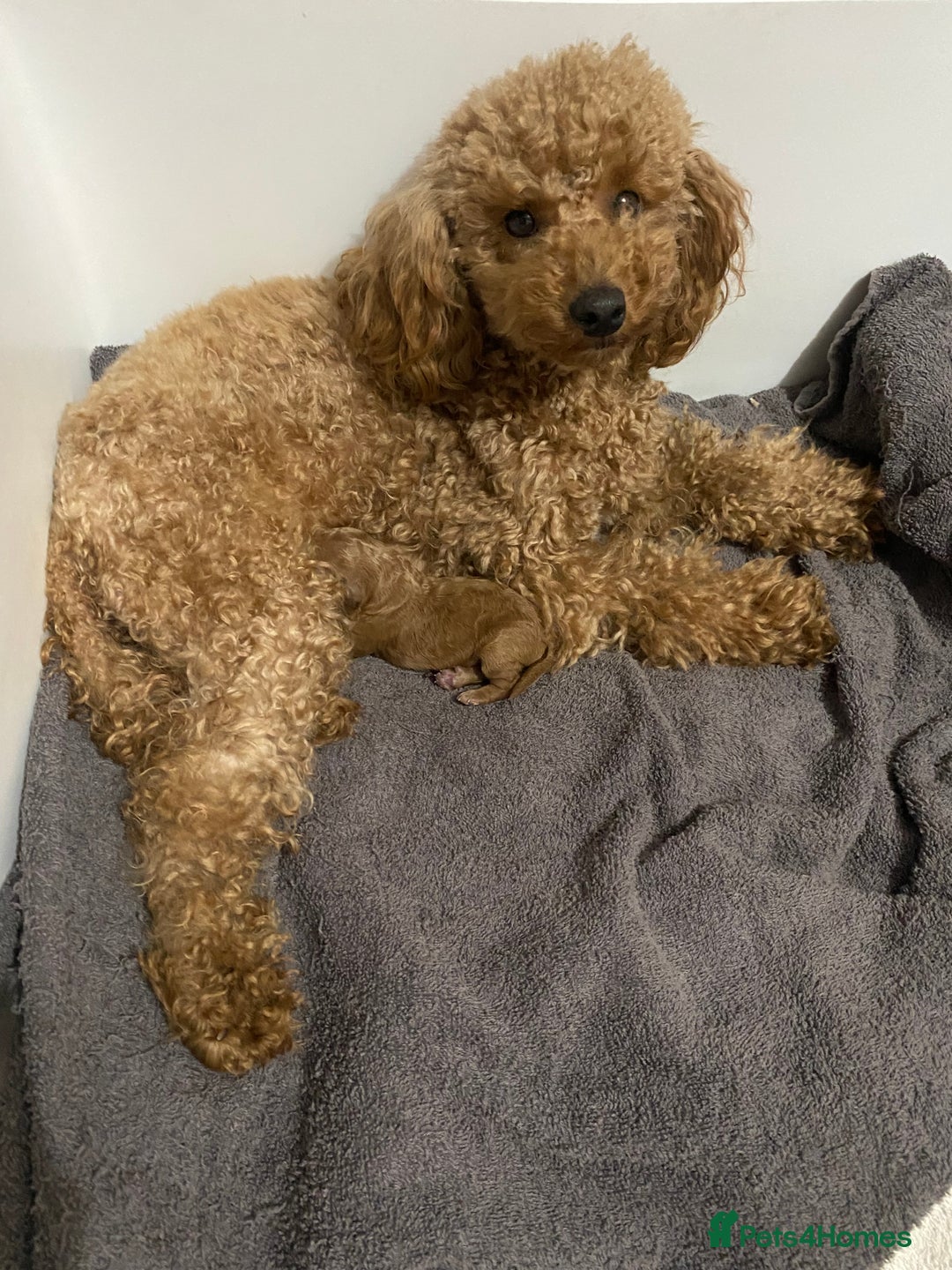 Toy Poodle dogs for sale: KC Toy Poodles Health Tested - Advert 11