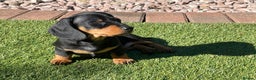 Miniature Dachshund dogs for sale: 2 Smooth Haired Minatare Dachshund Puppy Girls - Advert 5