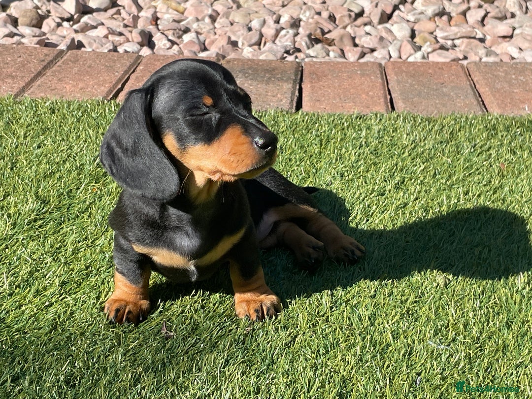 Miniature Dachshund dogs for sale: 2 Smooth Haired Minatare Dachshund Puppy Girls - Advert 5