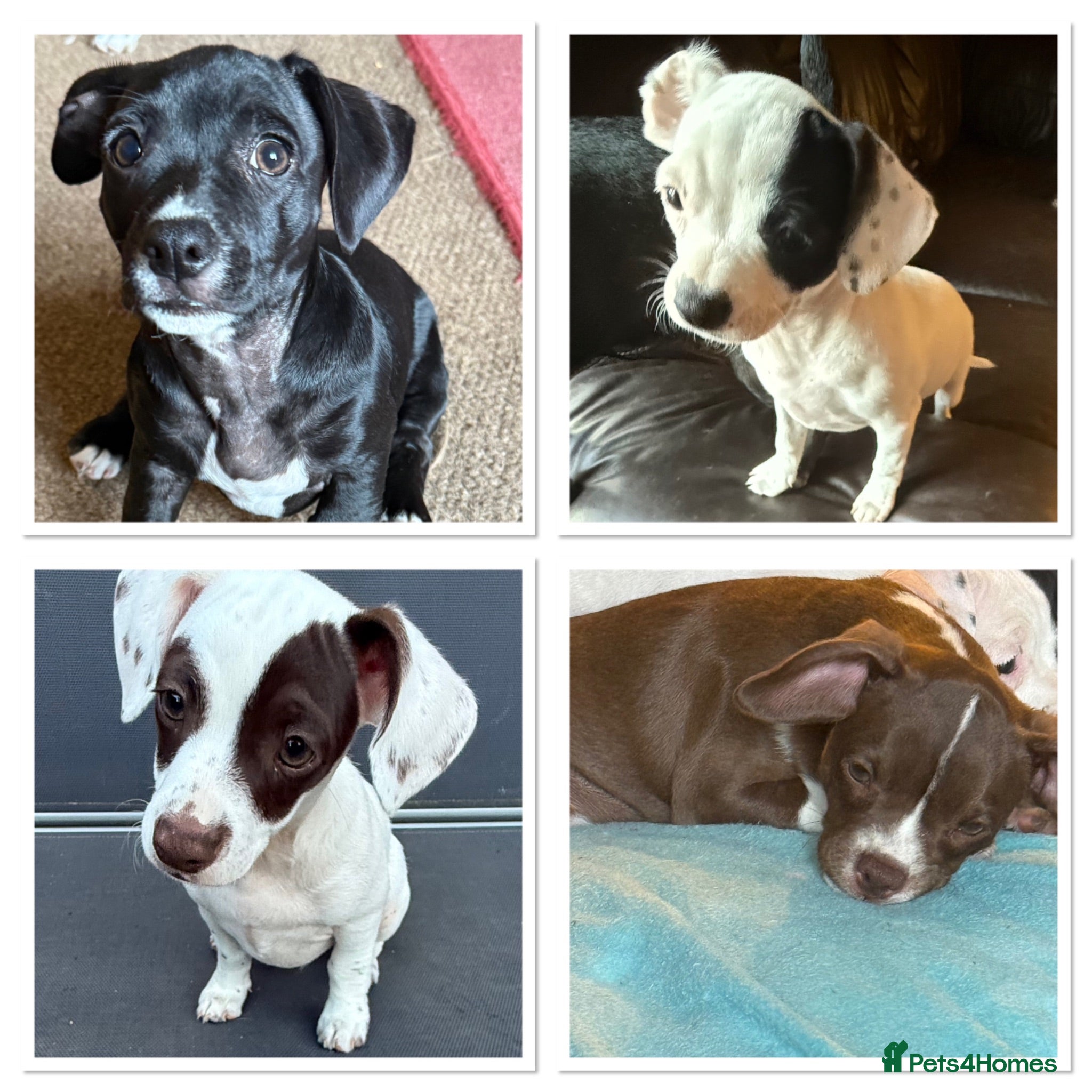 Mixed Breed dogs 14 weeks old French bulldog/cocker spaniels ❌ - Advert 13