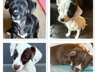 Mixed Breed dogs 14 weeks old French bulldog/cocker spaniels ❌ - Advert 13