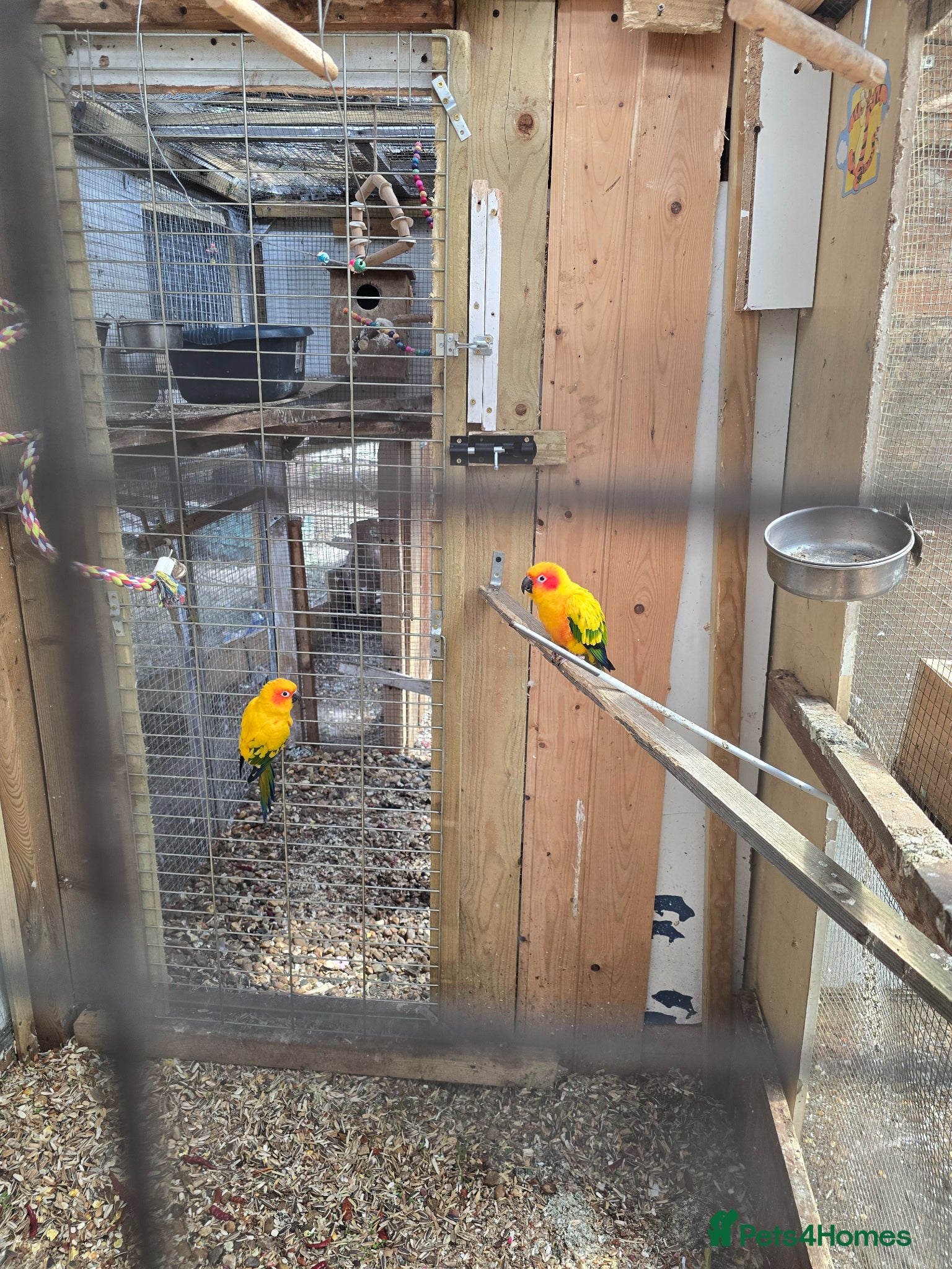 Ringnecks birds for sale: Sun Conure Proven Breeder Pair - Advert 3