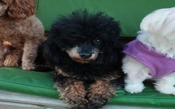 Maltipoo dogs for sale:  Adorable Maltipoo Puppies Ready Soon! 🐾 - Image 13