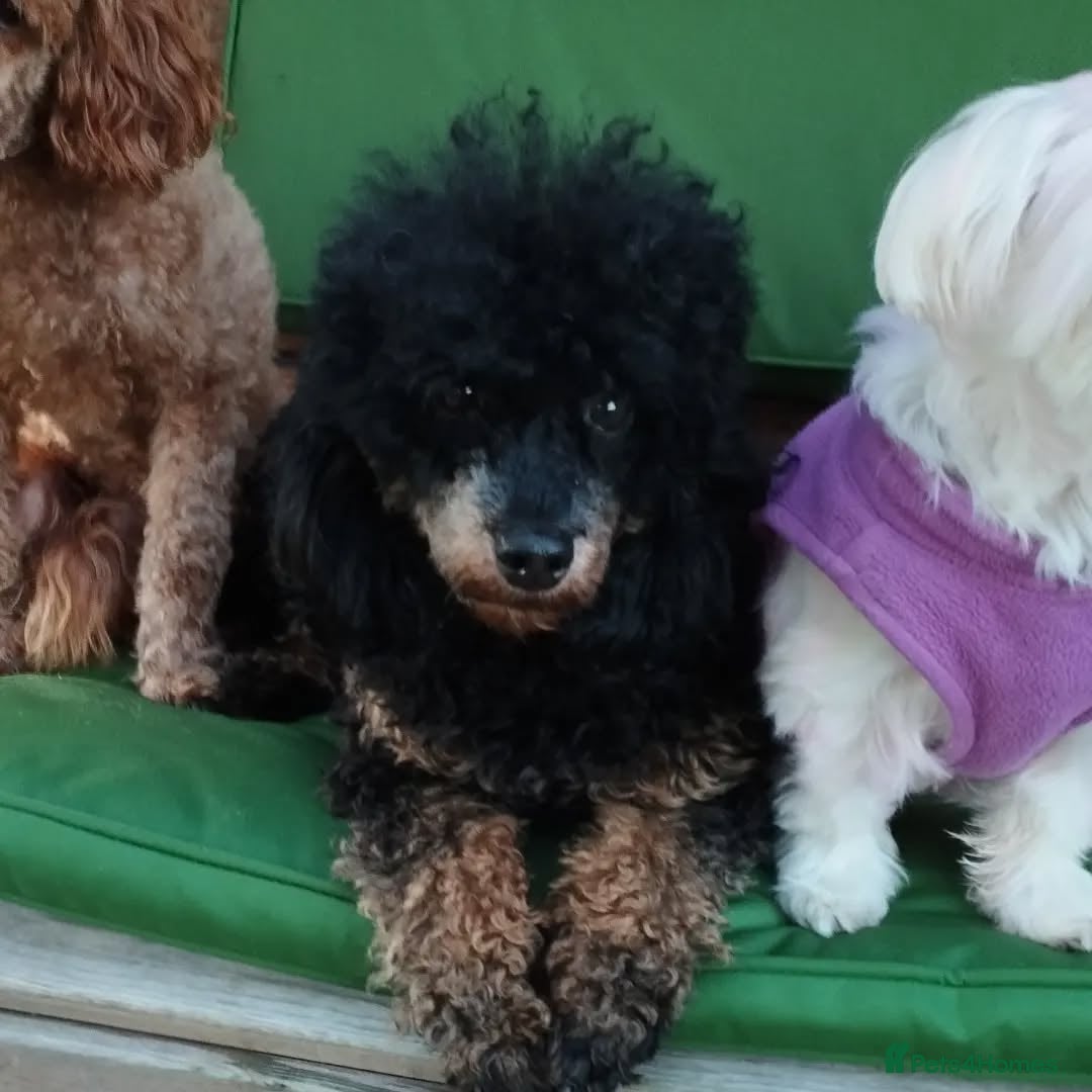 Maltipoo dogs for sale:  Adorable Maltipoo Puppies Ready Soon! 🐾 - Image 13
