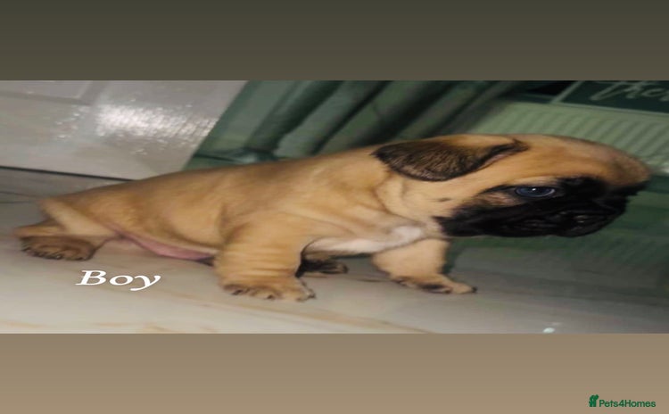French Bulldog dogs - Advert 2