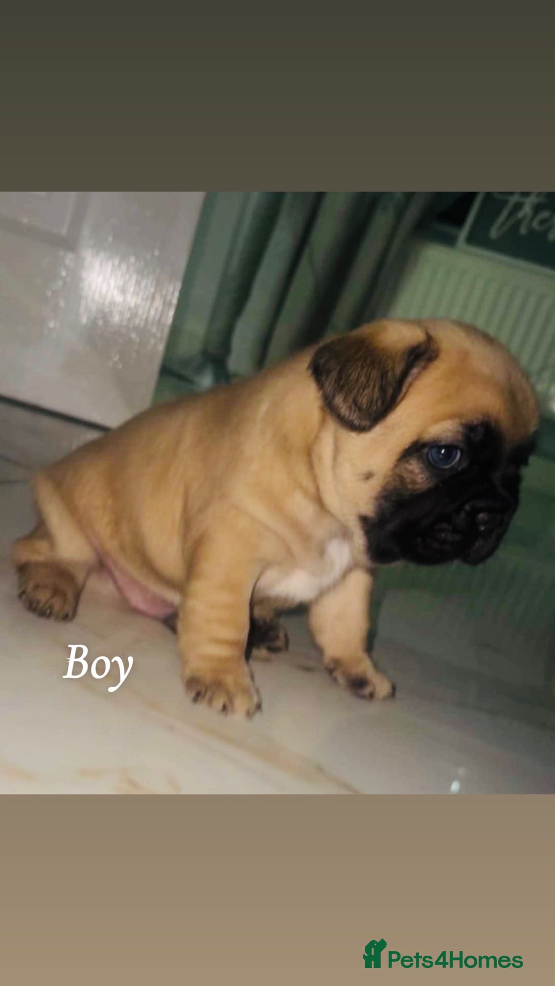 French Bulldog dogs for sale: Fluffy carriers variety of colors  - Image 1