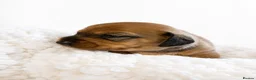 Miniature Dachshund dogs for sale: 1 boy left!Beautiful Miniature Dachshund Puppies   - Advert 16