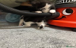 British Shorthair cats for sale: Cute moggie  - Image 5