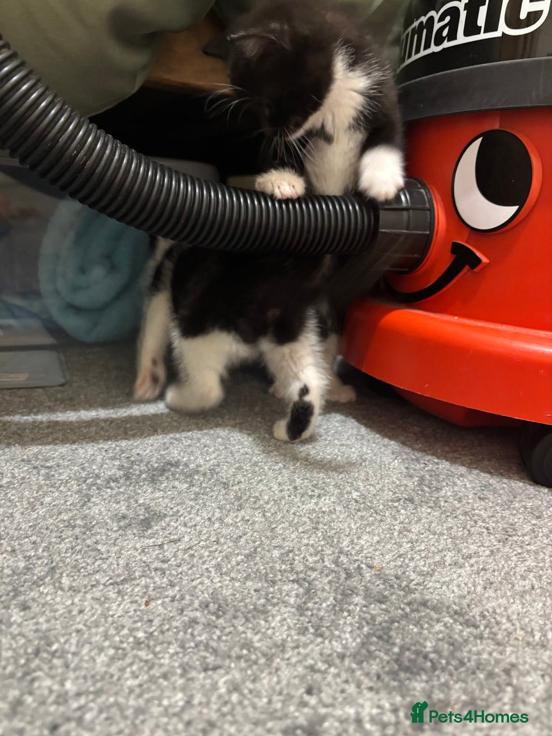 British Shorthair cats for sale: Cute moggie  - Image 5