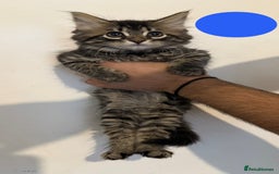 Mixed Breed cats for sale: Five beautiful Siberian/Maine Coon kittens - Image 5