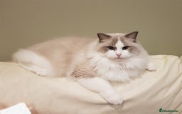 Ragdoll cats for stud: GCCF/TICA register, EU Ragdoll CHAMPIONSHIP STATUS in London - Image 1