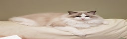 Ragdoll cats for stud: GCCF/TICA register, EU Ragdoll CHAMPIONSHIP STATUS in London - Advert 1