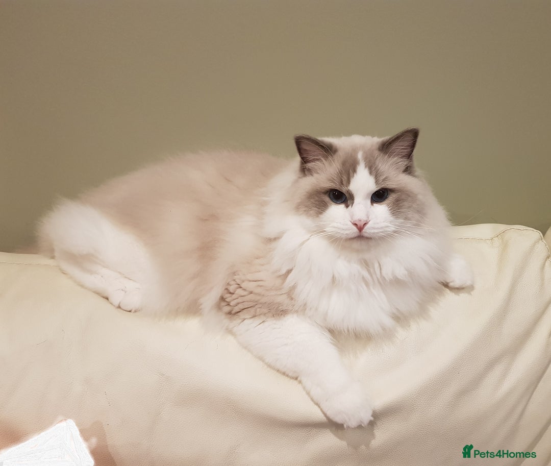 Ragdoll cats for stud: GCCF/TICA register, EU Ragdoll CHAMPIONSHIP STATUS in London - Image 1