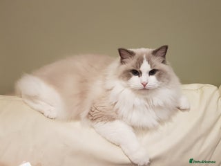 Ragdoll cats in London - Advert 5