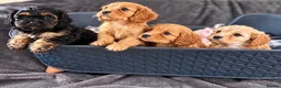 Cavapoo dogs for sale: First sneak peek of these adorable Cavapoo’s - Advert 4