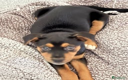 Mixed Breed dogs for sale: Saluki x Rottweiler puppy - Advert 1