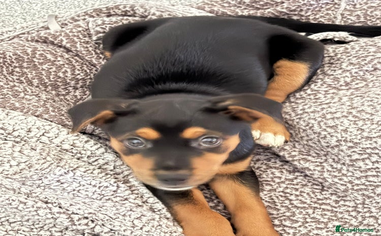 Mixed Breed dogs Saluki x Rottweiler puppy - Advert 1