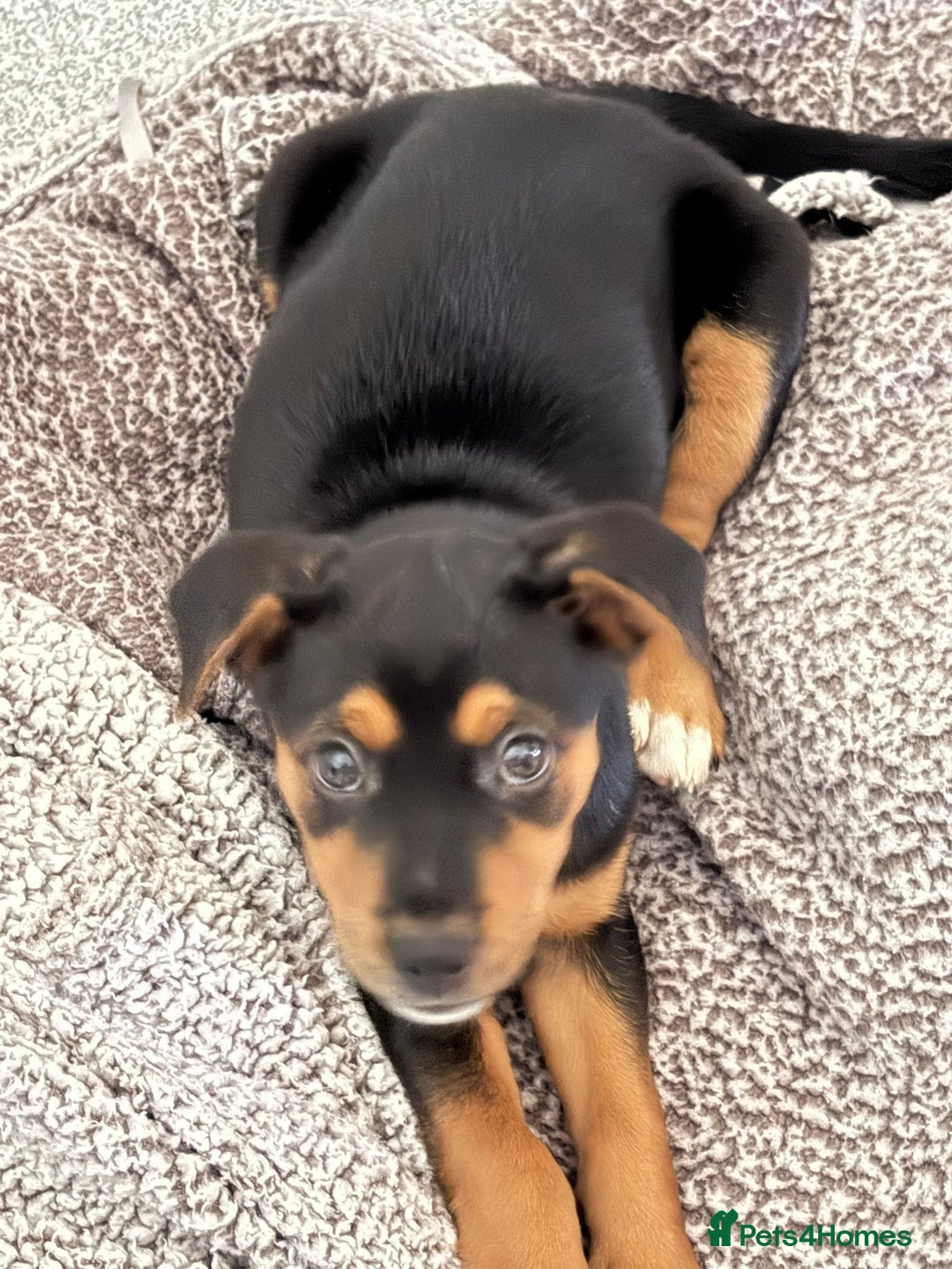 Mixed Breed dogs for sale: Saluki x Rottweiler puppy - Advert 1