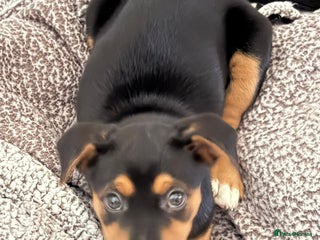 Mixed Breed dogs for sale: Saluki x Rottweiler puppy - Advert 1