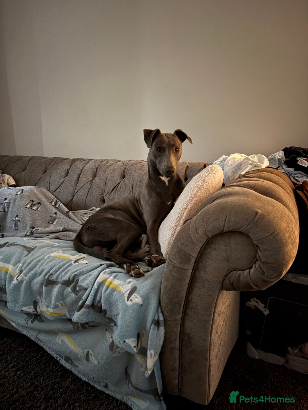 Mixed Breed dogs for sale: Handsome grey Lurcher 9 month old   - Image 9