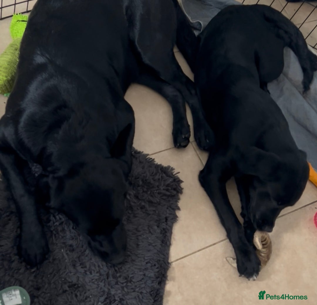 Labrador Retriever dogs for sale: 5 month old Labrador, Raven ❤️ - Image 2
