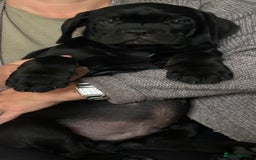 Cane Corso dogs for sale: Full Cane Corso, 1 Black Male remaining  in Newark - Image 31