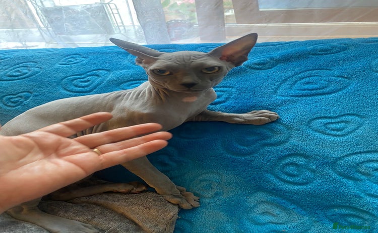 Sphynx cats - Advert 4