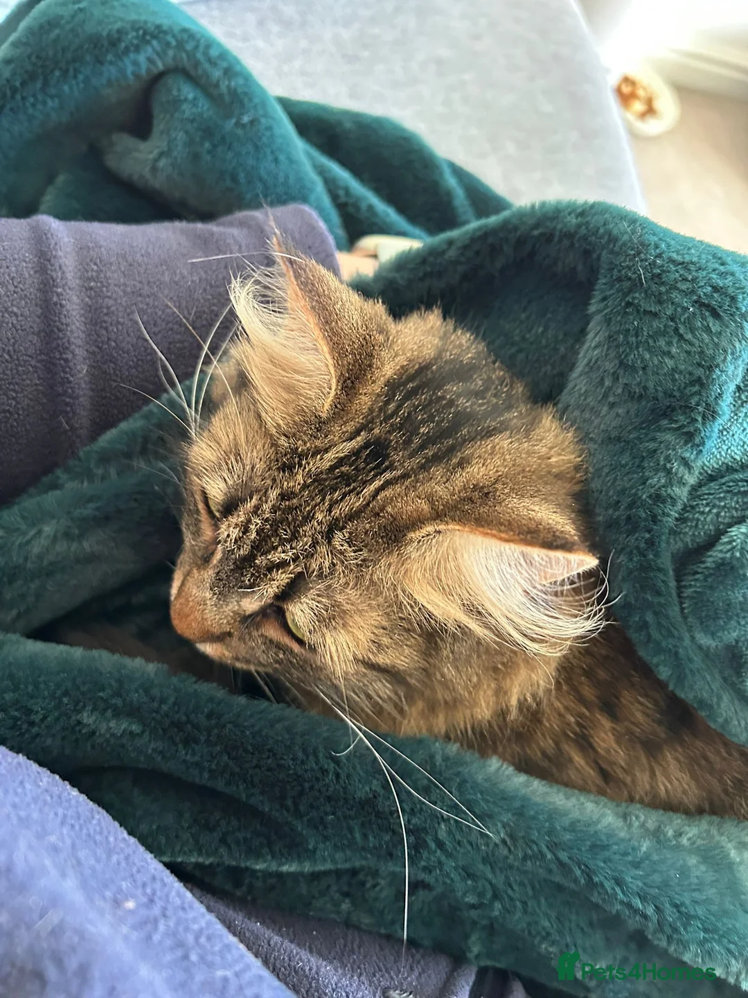 Domestic Shorthair cats for adoption: Nervous Nova looking for patient owner - Advert 3