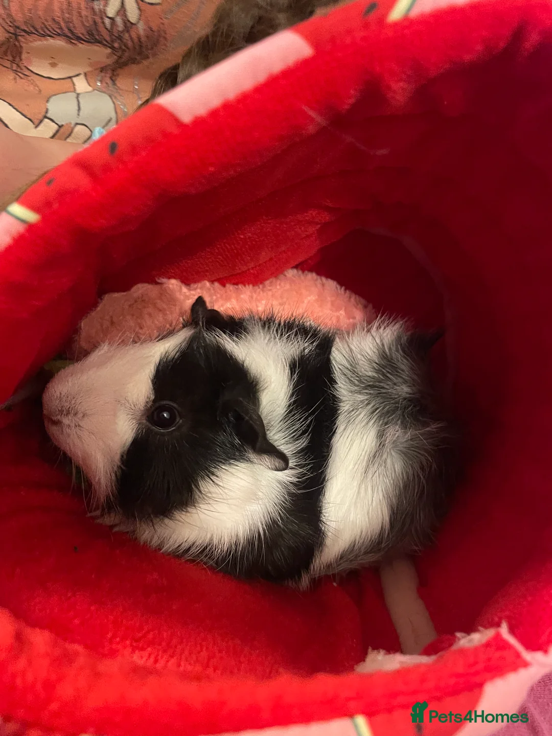Guinea Pig rodents for sale: One male guinea pig - Advert 2
