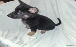 German Shepherd dogs for sale: *Ready Now* Pure Bred German Shepherd Pups - Image 7