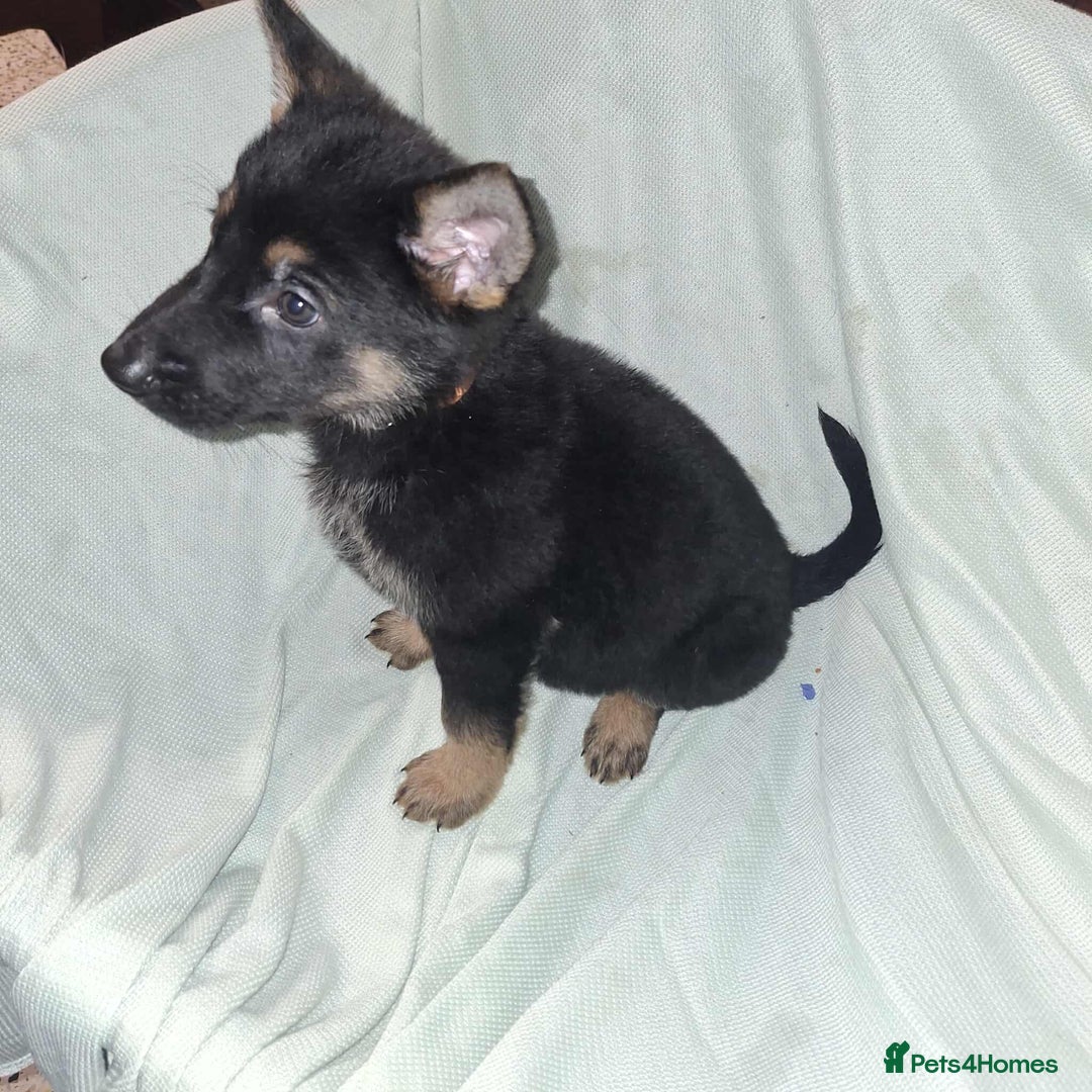 German Shepherd dogs for sale: *Ready Now* Pure Bred German Shepherd Pups - Image 7