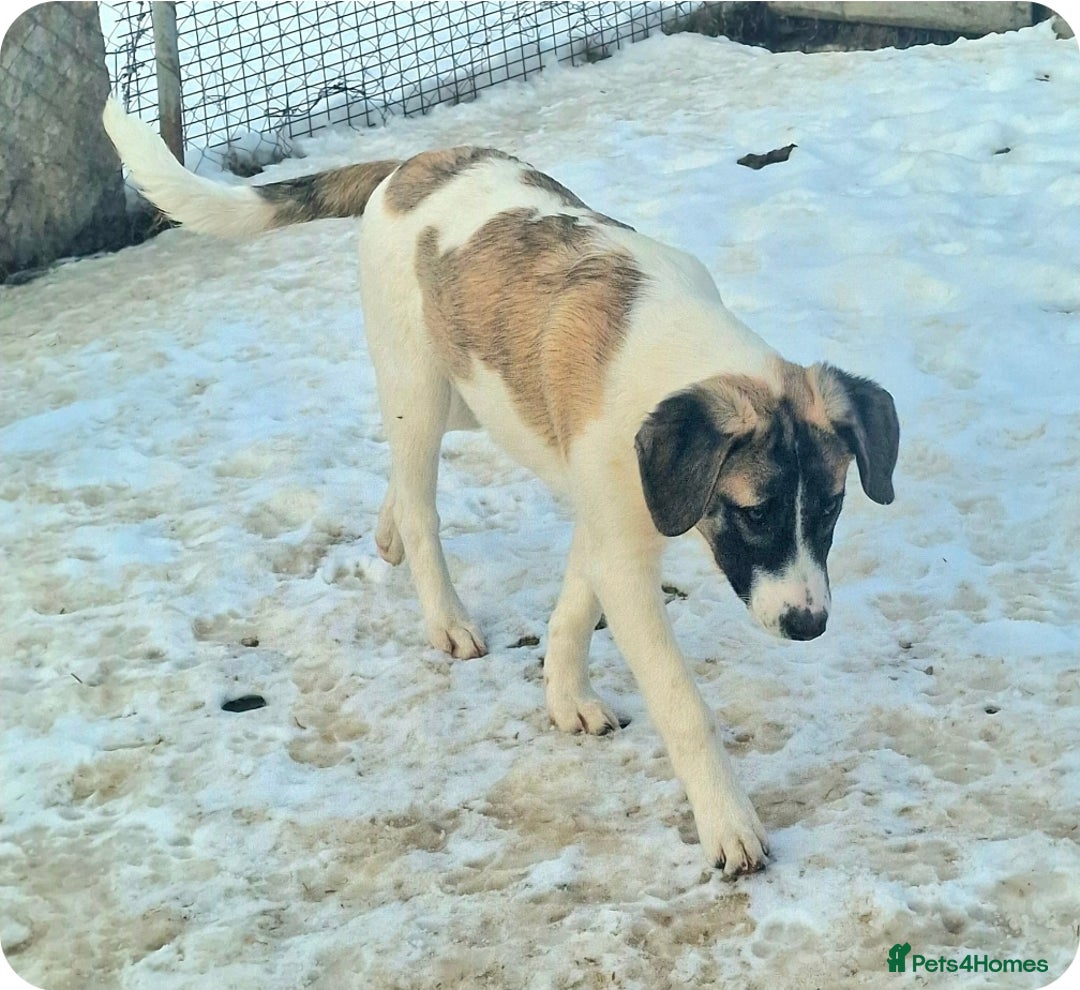 Mixed Breed dogs for adoption: DAVE (FOSTER TO ADOPT)  - Advert 5