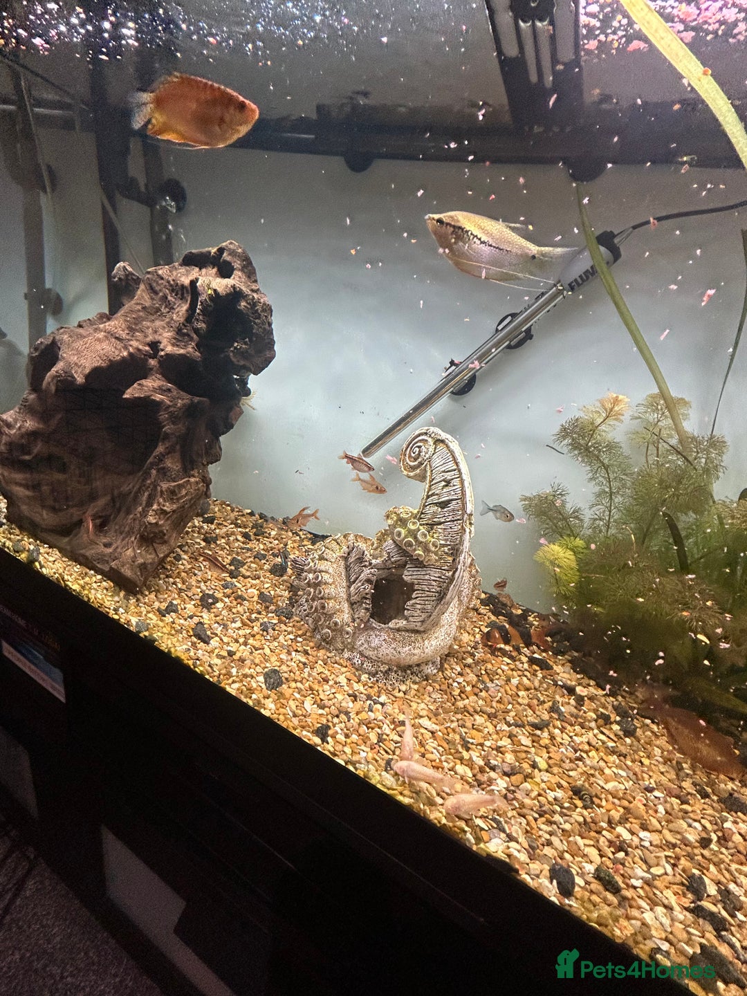 Other/Mixed Breed fish for sale: Fish tank and fish for sale - Advert 14