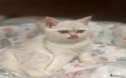 Scottish Fold cats for sale: Kittens 5  - Image 20