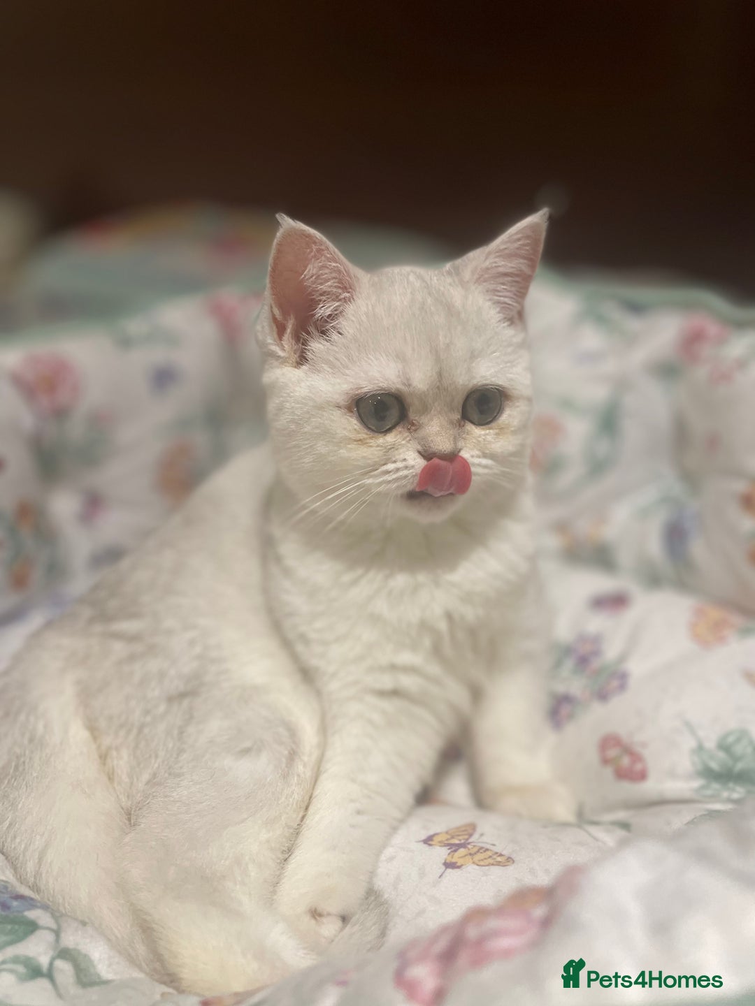 Scottish Fold cats for sale: Kittens 5  - Image 20