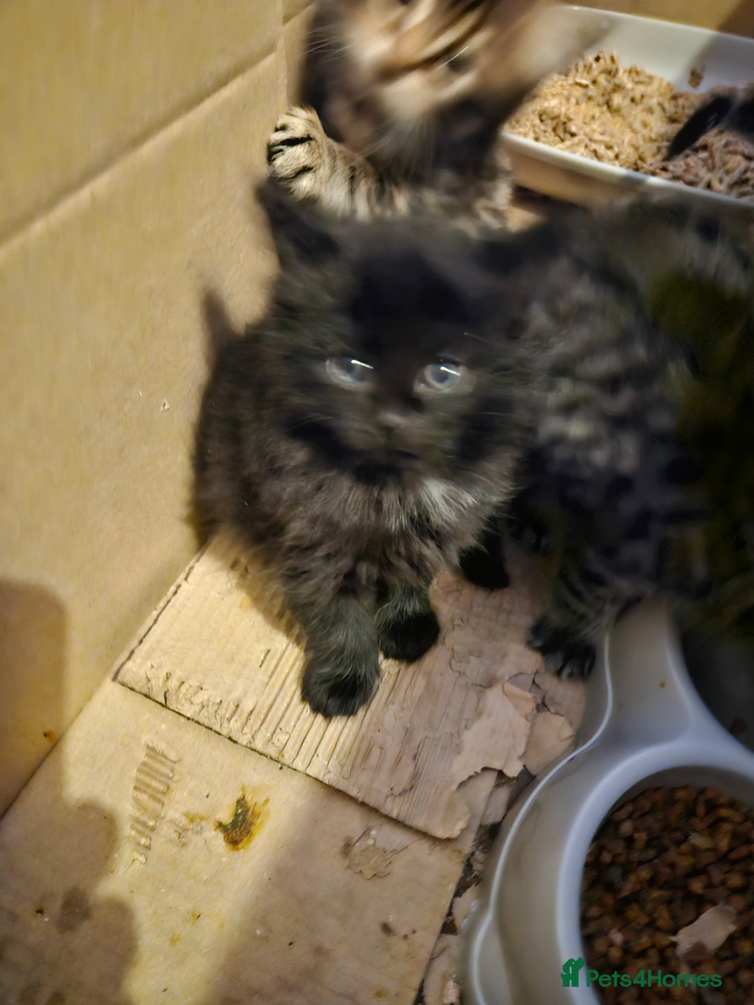 Domestic Shorthair cats for sale: Bengal cross kittens longhaired and shorthaired - Image 8