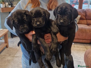 Labrador Retriever dogs - Advert 1