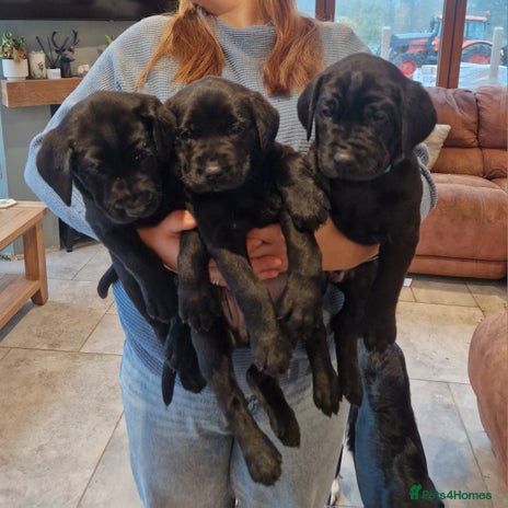 Labrador Retriever dogs - Advert 11