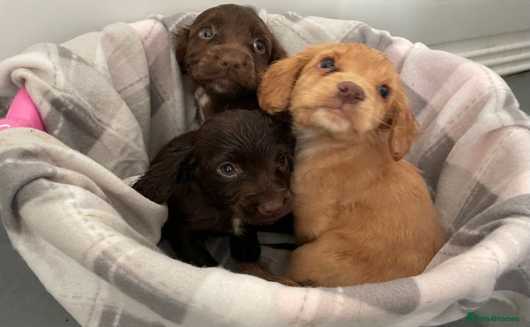 Cocker Spaniel dogs - Advert 5