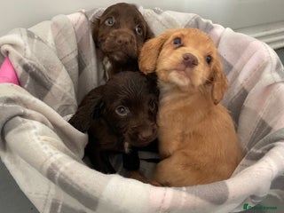 Cocker Spaniel dogs - Advert 5