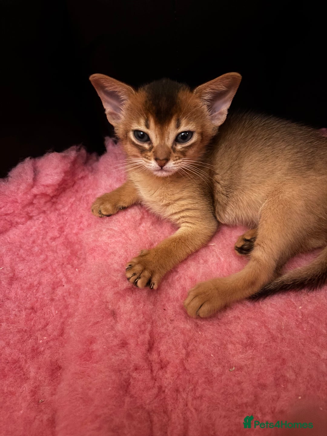 Abyssinian cats for sale: Two Abyssinian kittens !!! - Advert 6