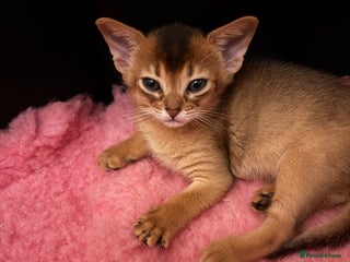 Abyssinian cats Two Abyssinian kittens !!! - Advert 7