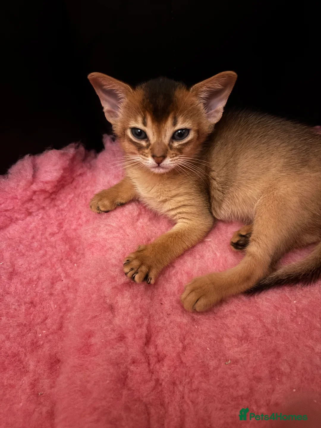 Abyssinian cats for sale: Two Abyssinian kittens !!! - Advert 1