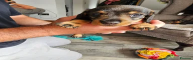 Dachshund 4