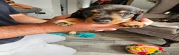 Dachshund dogs for sale: Wirehaired daschund pups - Advert 11