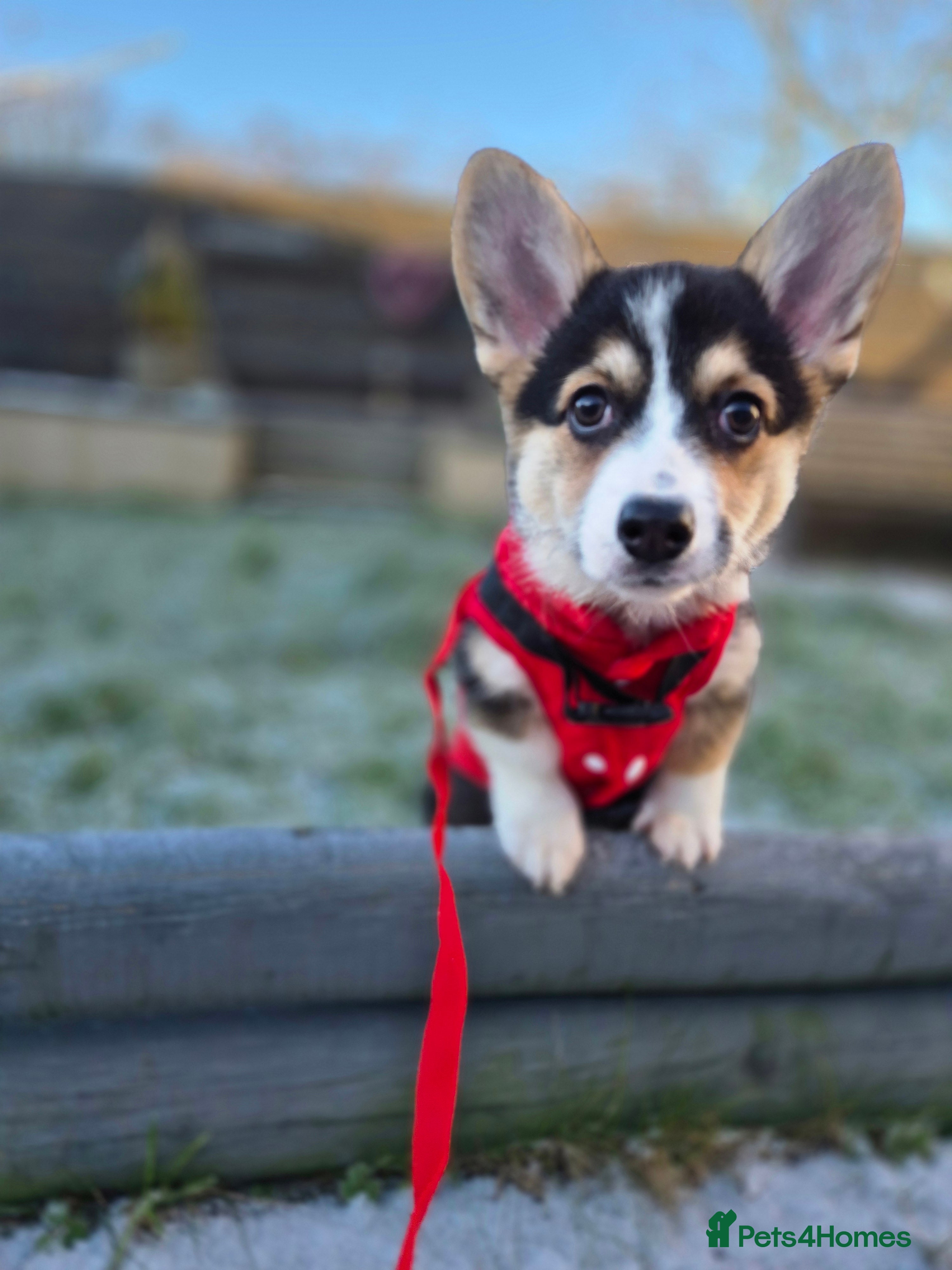 Welsh Corgi Pembroke dogs Kc reg standard bob & longtail - Advert 9