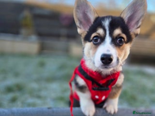 Welsh Corgi Pembroke dogs Kc reg standard bob & longtail - Advert 9