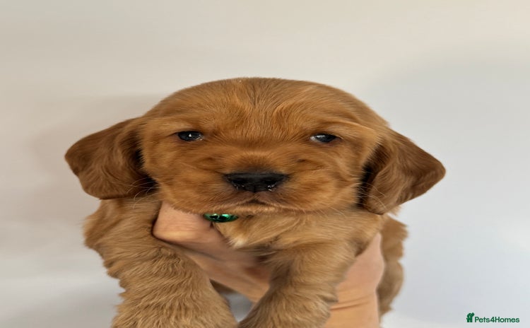 Cocker Spaniel dogs - Advert 7