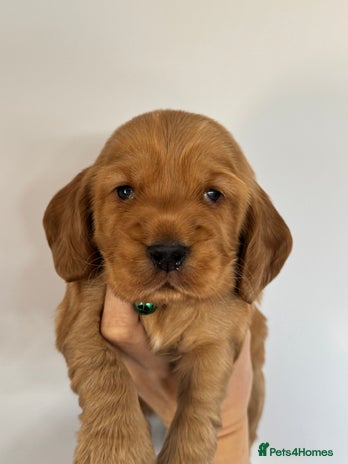 Cocker Spaniel dogs - Advert 7