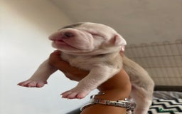 American Bulldog dogs for sale: American bulldogs - Image 14